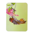 Canada, British Columbia, Rufous Hummingbird