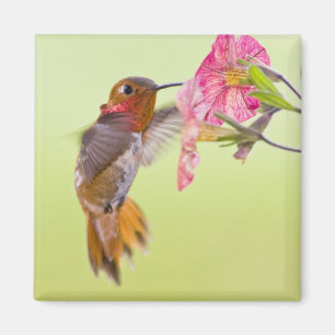 Canada, British Columbia, Rufous Hummingbird Magnet