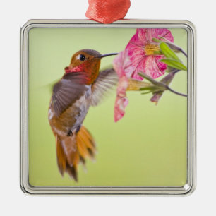 Canada, British Columbia, Rufous Hummingbird Metal Ornament