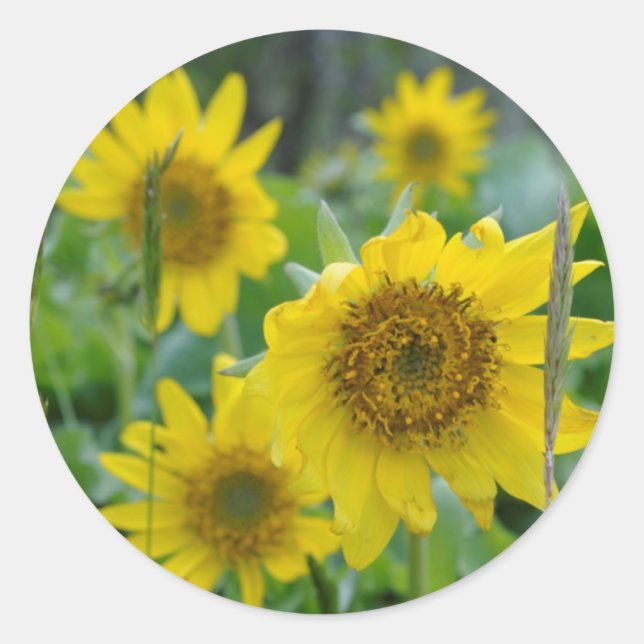 Canada, British Columbia, Vancouver Island 5 Classic Round Sticker (Front)