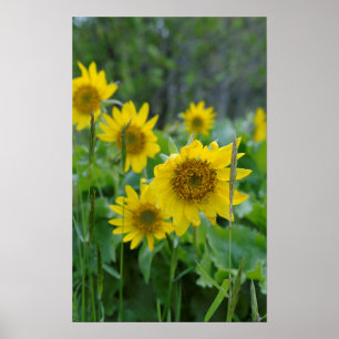 Canada, British Columbia, Vancouver Island 5 Poster