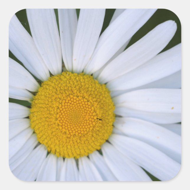 Canada, British Columbia, Vancouver Island 8 Square Sticker (Front)