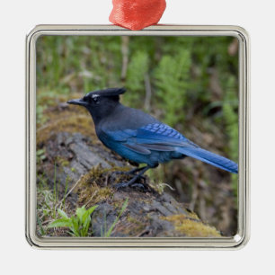 Canada:  British Columbia, Yoho NP, Stellar jay, Metal Ornament
