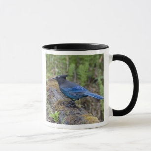 Canada: British Columbia, Yoho NP, Stellar jay, Mug