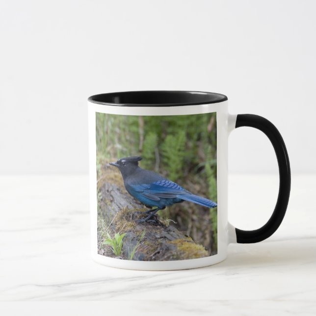 Canada:  British Columbia, Yoho NP, Stellar jay, Mug (Right)