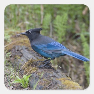 Canada:  British Columbia, Yoho NP, Stellar jay, Square Sticker