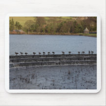 Canada Geese All In A Row