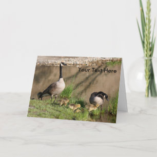 Canada Geese And Babies Nature Photo Card