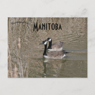 Canada Geese and Bull Rushes Winnipeg Manitoba Postcard