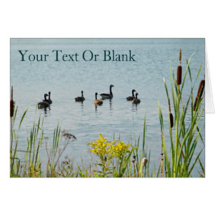 Canada Geese And Cattails