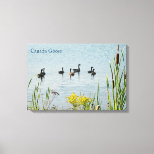 Canada Geese And Cattails Canvas Print