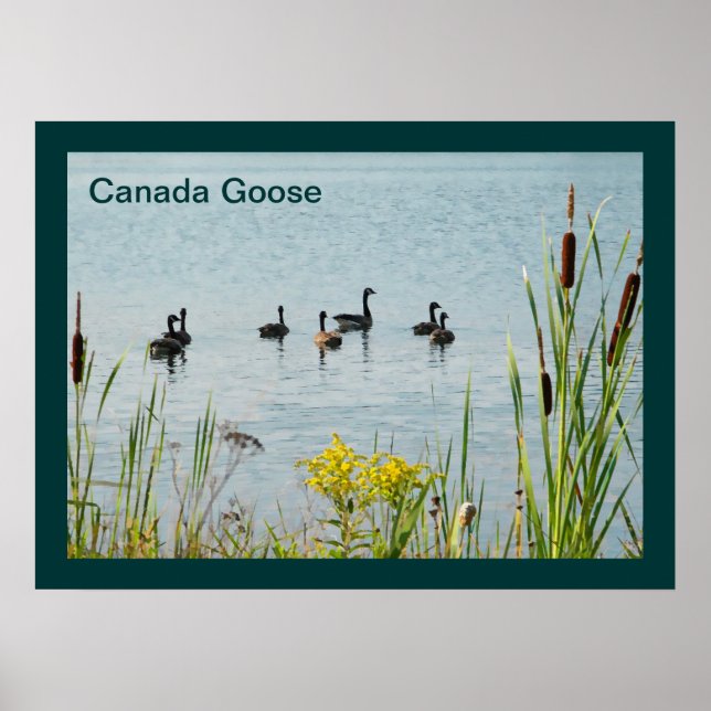 Canada Geese And Cattails Poster (Front)