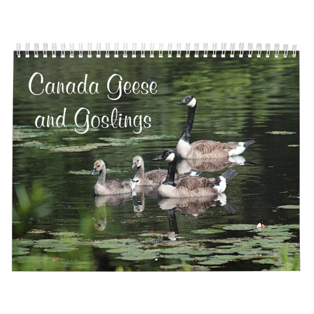 Canada Geese and Goslings Calendar (Cover)