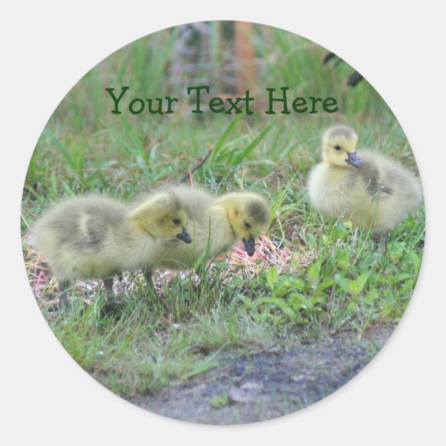 Canada Geese Babies Nature Photo Sticker (Front)