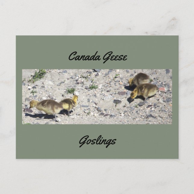 Canada Geese Goslings Postcard (Front)