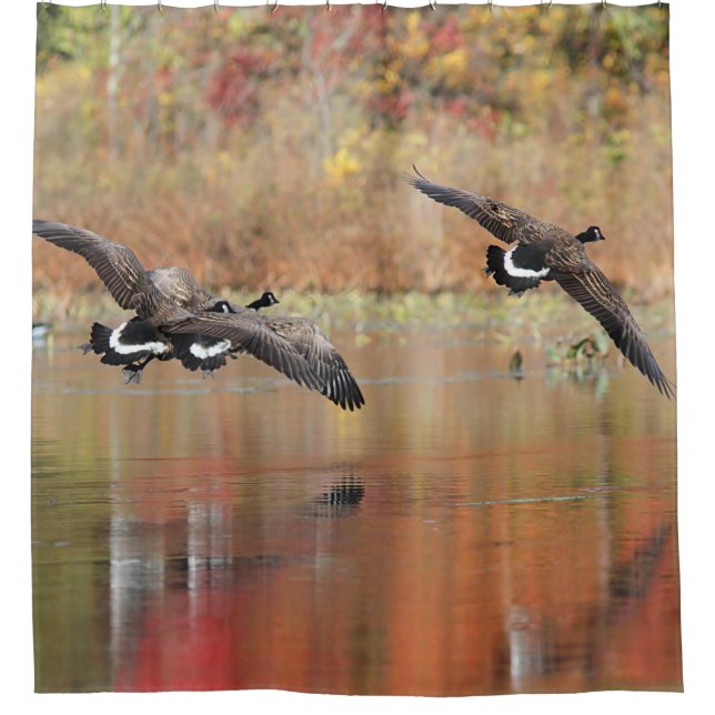 Canada Geese in Flight (Front)