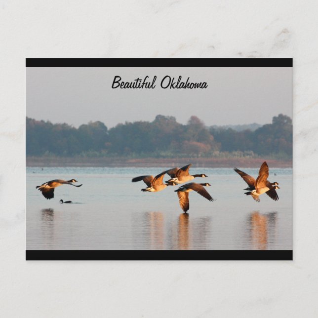 Canada Geese in Flight Post Card (Front)