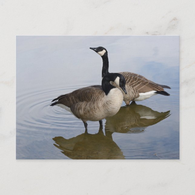 Canada Geese in lake Postcard (Front)