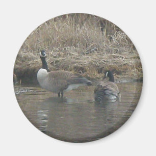 Canada Geese Magnet