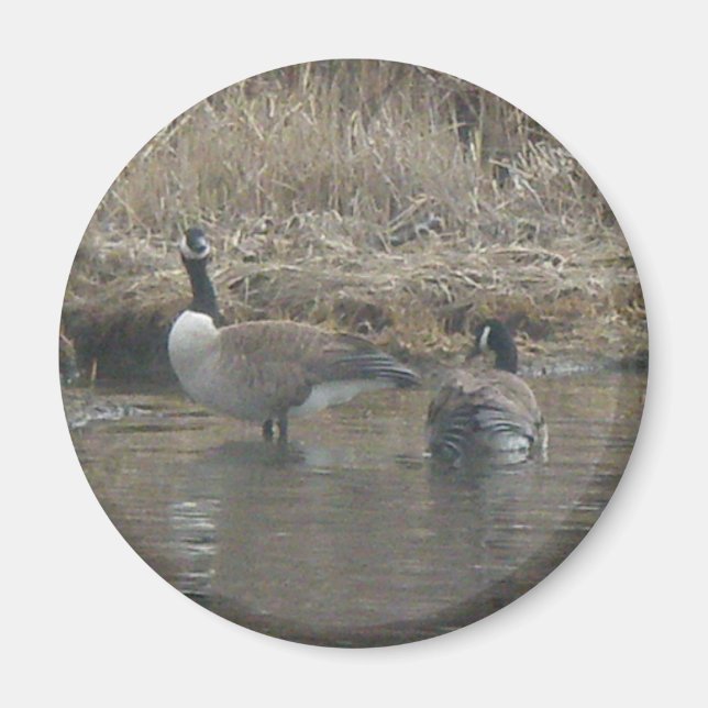 Canada Geese Magnet (Front)