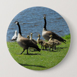 Canada Geese on the Grass by the Water Button