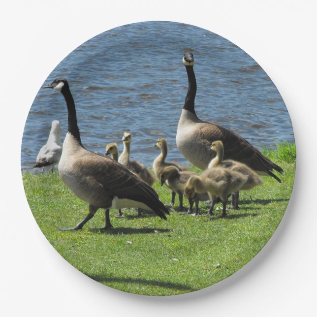 Canada Geese on the Grass by the Water Paper Plate (Front)
