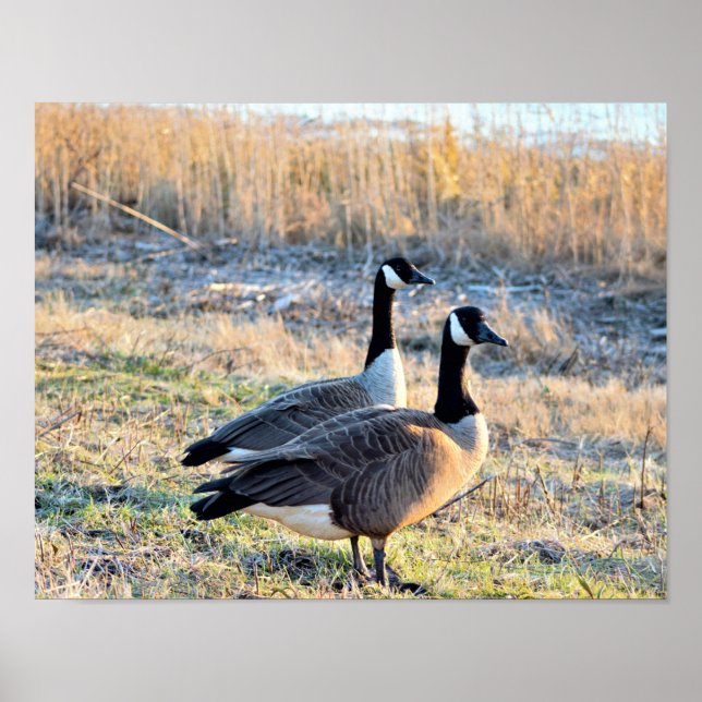 Canada Geese Photo Poster (Front)