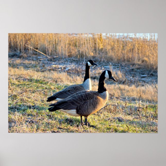 Canada Geese Photo Poster (Front)