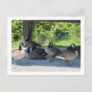 Canada Geese Postcard