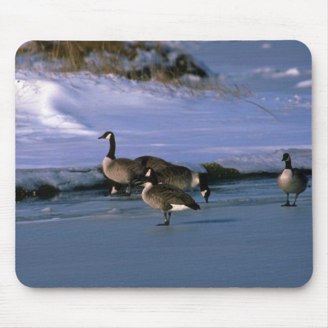 Canada Geese, standing on ice Mouse Pad (Front)