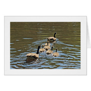 Canada Geese with Goslings (Bordered)