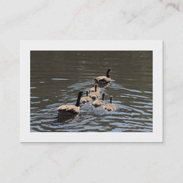 Canada Geese with Goslings (Bordered) Business Card (Front)