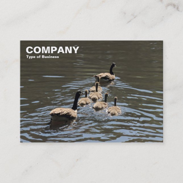 Canada Geese with Goslings Business Card (Front)