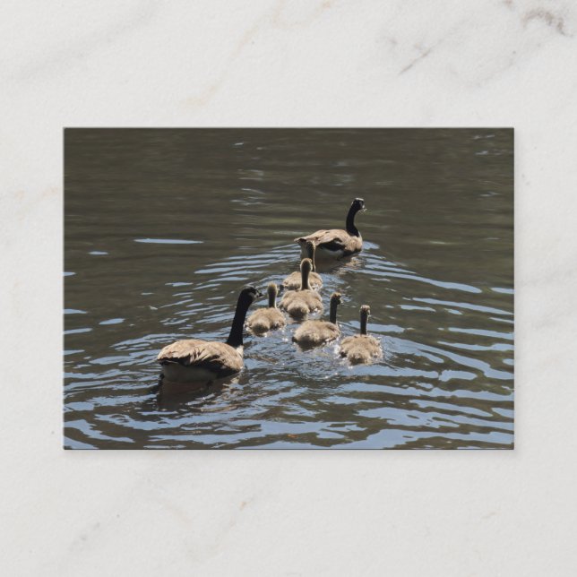 Canada Geese with Goslings Business Card (Front)