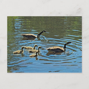 Canada Geese with Goslings Postcard