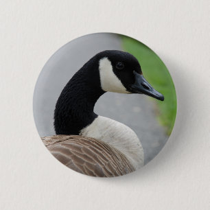 Canada goose 2 inch round button