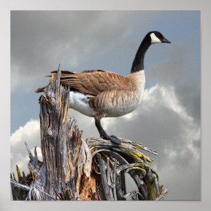 CANADA GOOSE 2 POSTER