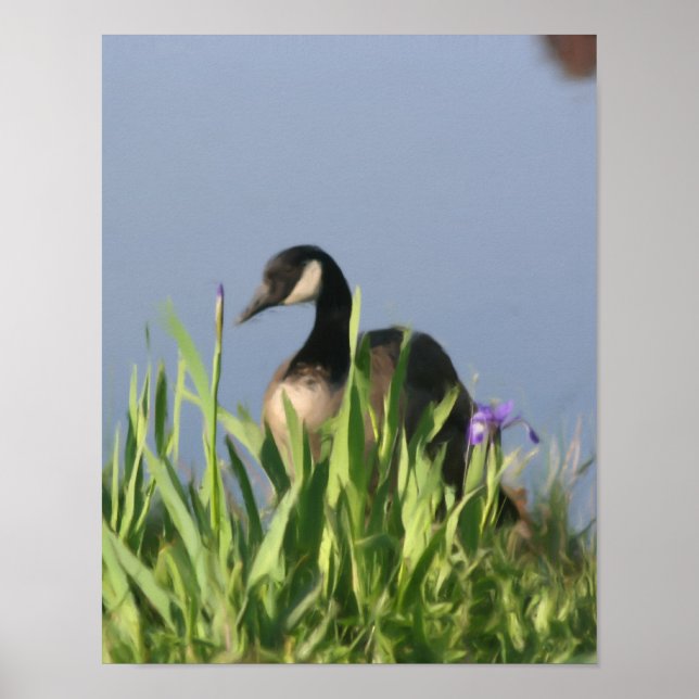 Canada Goose And Irises Nature Painting Poster (Front)