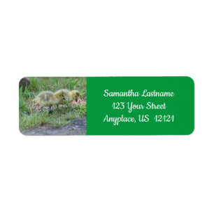 Canada Goose Babies Nature Adresse