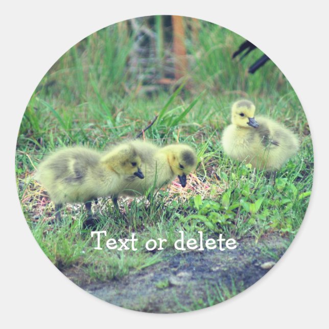 Canada Goose Babies Nature Personalized Classic Round Sticker (Front)