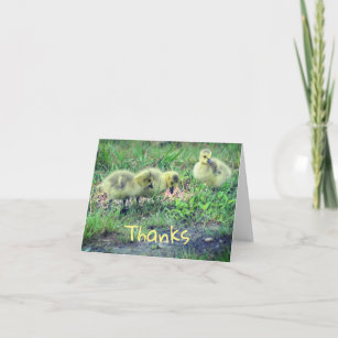 Canada Goose Babies Nature Thank You Card