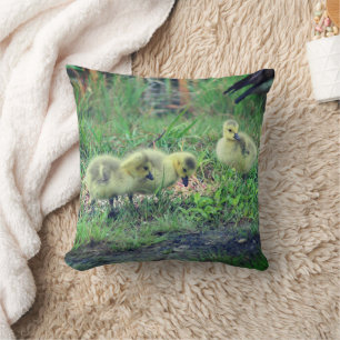 Canada Goose Babies Wildlife Throw Pillow