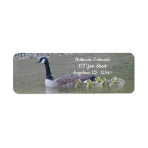 Canada Goose Babies With Mom Adresse animale