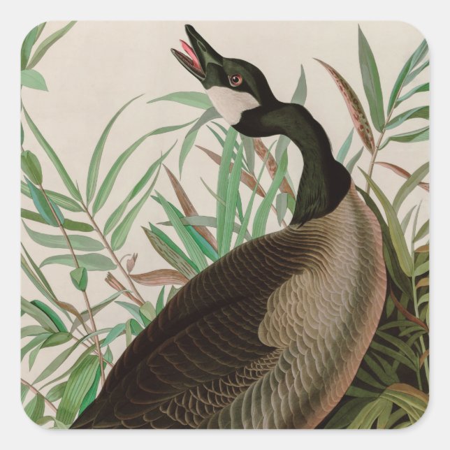 Canada Goose Birds of America Audubon Print Square Sticker (Front)