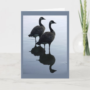 Canada Goose Cards Canada Geese Greeting Cards