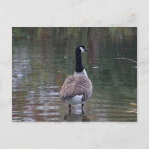 Canada Goose debout en eau peu profonde Carte post