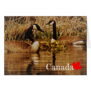 Canada Goose Family Cute Babies Goslings Geese