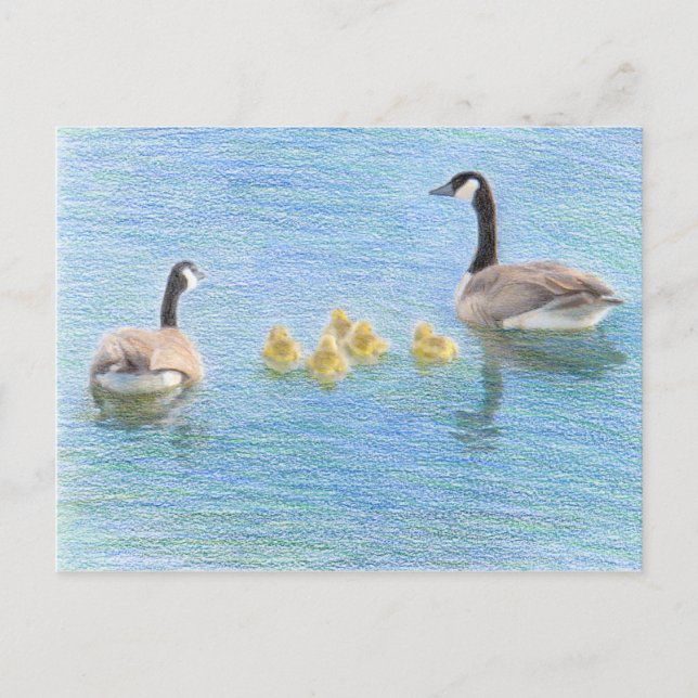 Canada Goose Family Fine Art Nature Postcard (Front)
