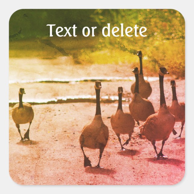 Canada Goose Family Nature Personalized Square Sticker (Front)