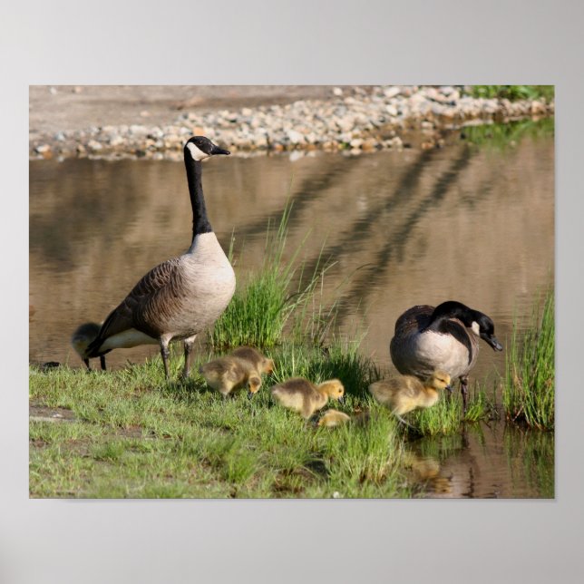 Canada Goose Family Wildlife Poster (Front)